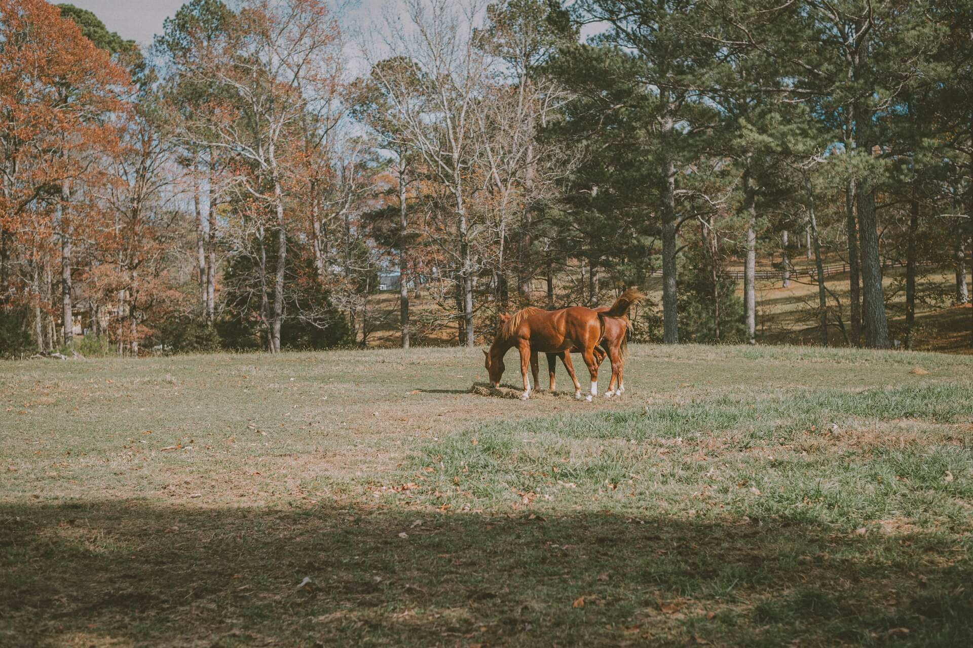 Bradley Veterinary Hospital Equine