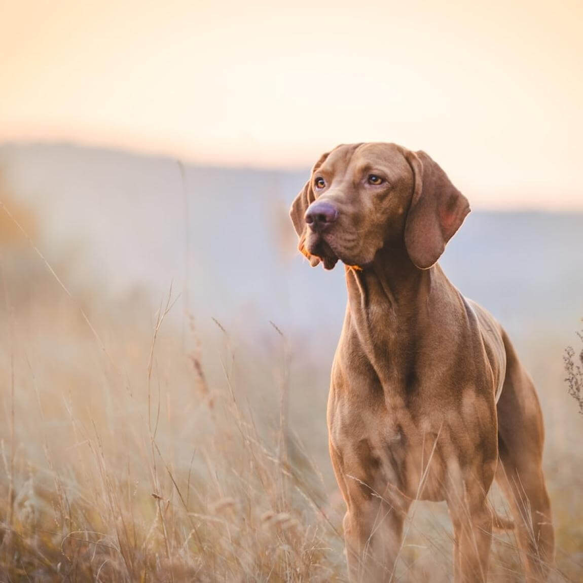 Cleveland Veterinarian