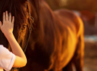 The Basics of Horse Care