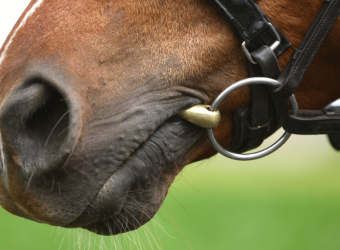 Equine Dental Care And Dental Disease "From The Horse's Mouth"